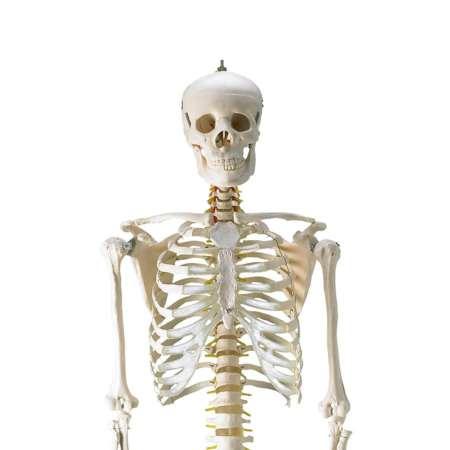 HeineScientific menschliches Skelett mit aufgemalten Muskelansätzen 177 x 39 x 28 cm Abmessungen 